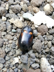 Oryctomorphus bimaculatus