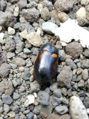 Oryctomorphus bimaculatus