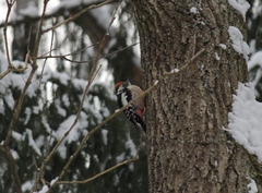 Dendrocoptes medius