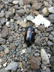 Oryctomorphus bimaculatus