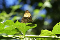 Adelpha melanthe