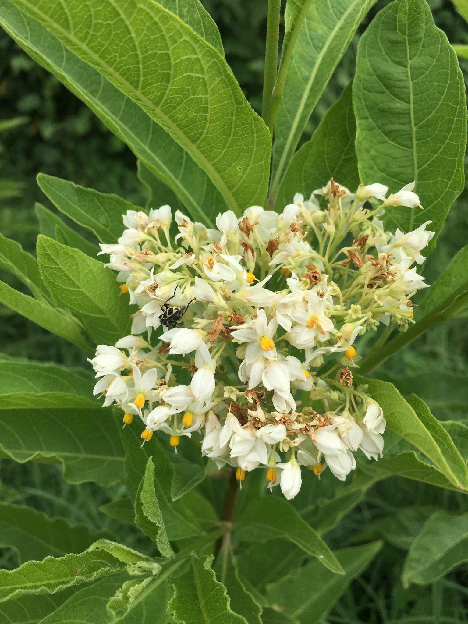 Solanum argentinum
