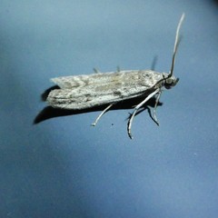 Cadra cautella