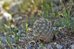Coryphantha glanduligera
