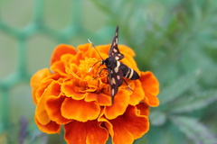 Amata sperbius