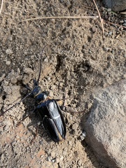 Anthracocentrus capensis