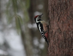 Dendrocoptes medius