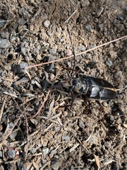 Anthracocentrus capensis