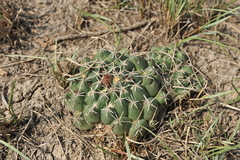 Coryphantha maiz-tablasensis