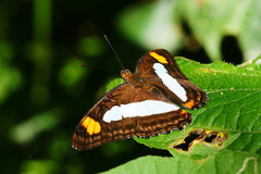 Adelpha iphicleola iphicleola
