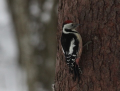 Dendrocoptes medius