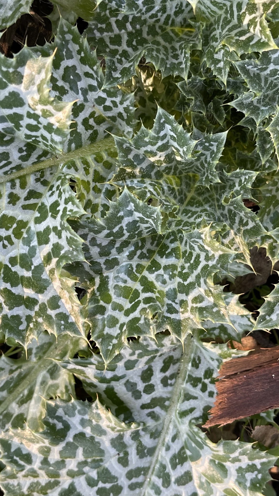 A close-up of a Silybum marianum rosette, showing extensive white patterning on pretty much all of the veins
