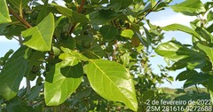 Campomanesia aromatica
