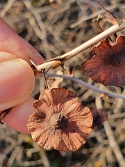 Paliurus spina-christi image