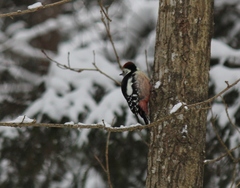 Dendrocoptes medius