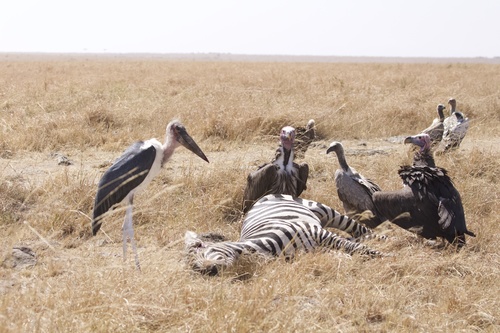 White-Backed Vulture