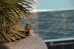 Passer domesticus