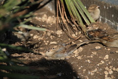 Passer domesticus