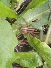 Hogna bivittata