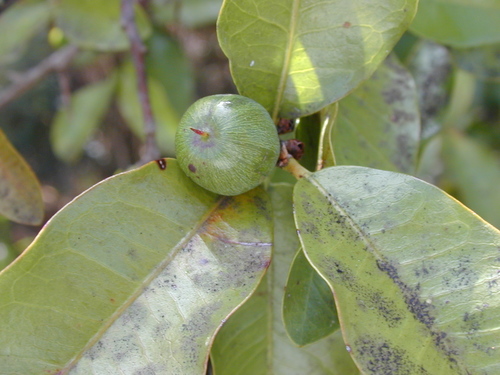 Sideroxylon persimile