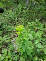 Euphorbia tauricola