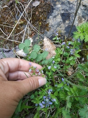 Polygala supina supina