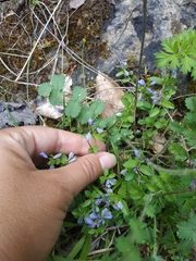 Polygala supina supina