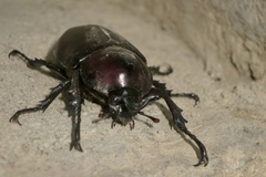 Xylotrupes mniszechi