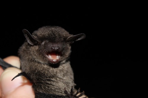 Diminutive Serotine