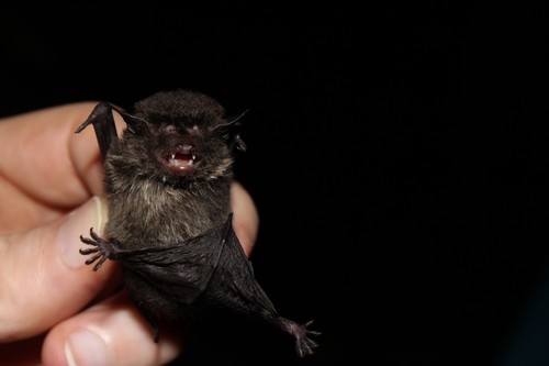 Diminutive Serotine
