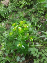 Euphorbia tauricola