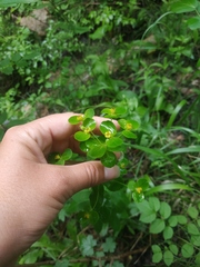 Euphorbia tauricola