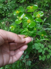 Euphorbia tauricola