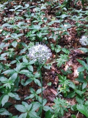 Allium decipiens quercetorum