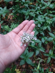 Allium decipiens quercetorum