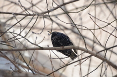 Sturnus vulgaris