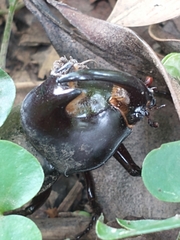 Diloboderus abderus