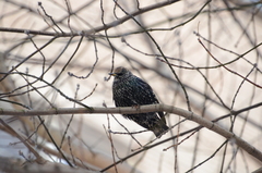 Sturnus vulgaris
