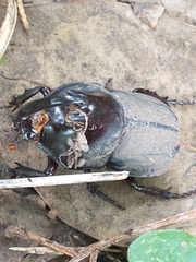 Diloboderus abderus