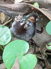 Diloboderus abderus