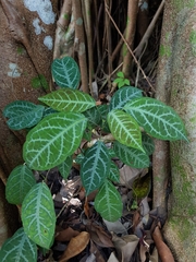Bignonia