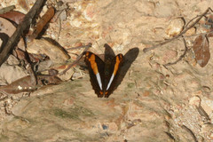 Adelpha phylaca pseudaethalia