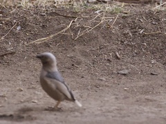 Pseudonigrita arnaudi