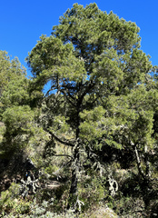 Pinus cembroides lagunae