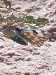 Pontia glauconome