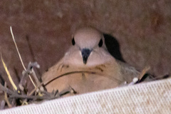 Streptopelia senegalensis