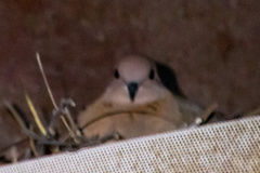 Streptopelia senegalensis