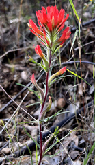 Castilleja bryantii