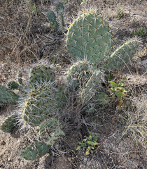 Opuntia lagunae