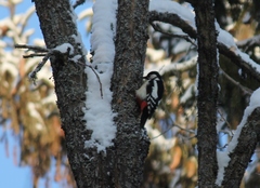Dendrocopos major